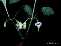 Nilgirianthus ciliatus flower3.jpg